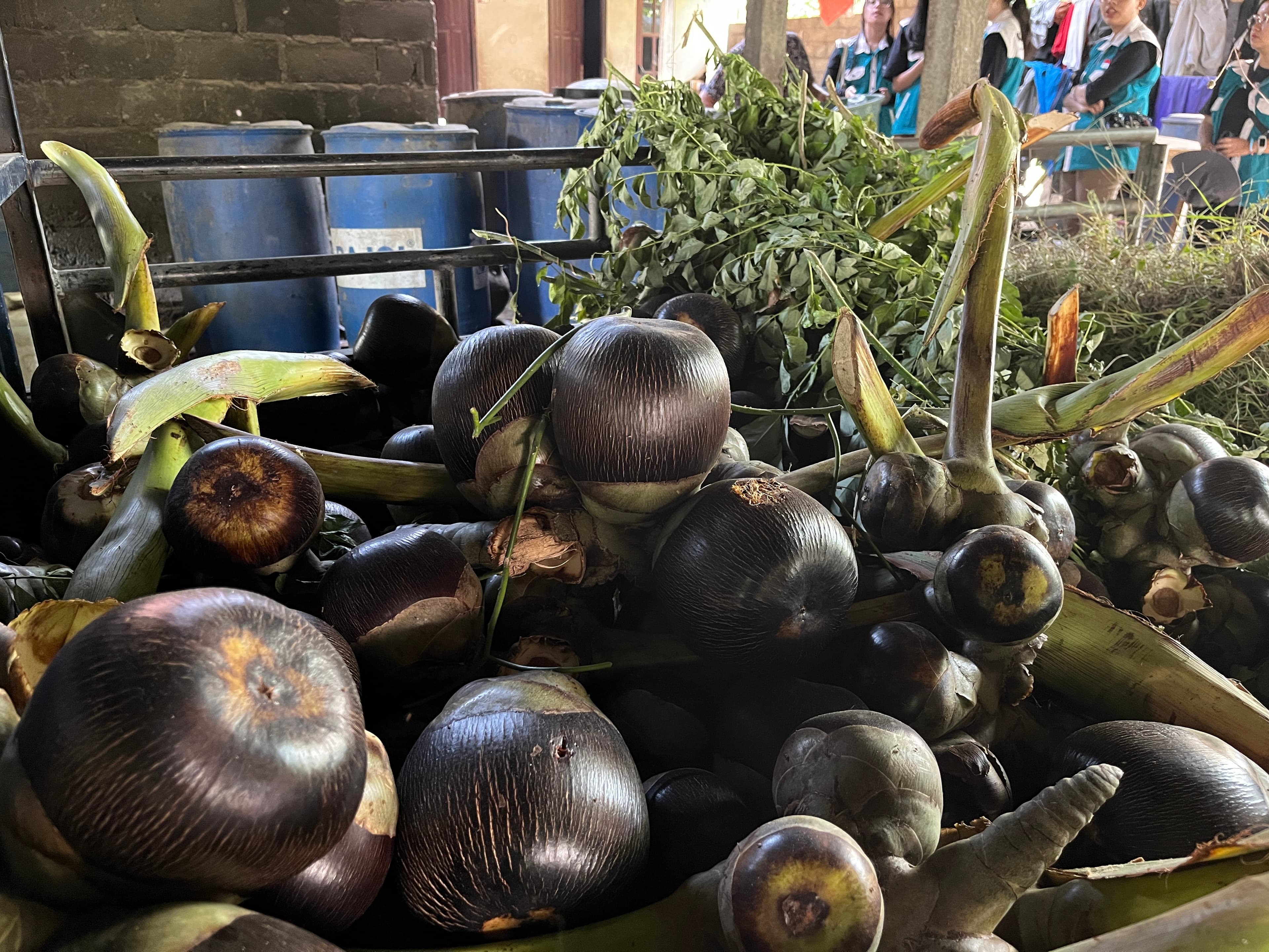 Lontar Fruit