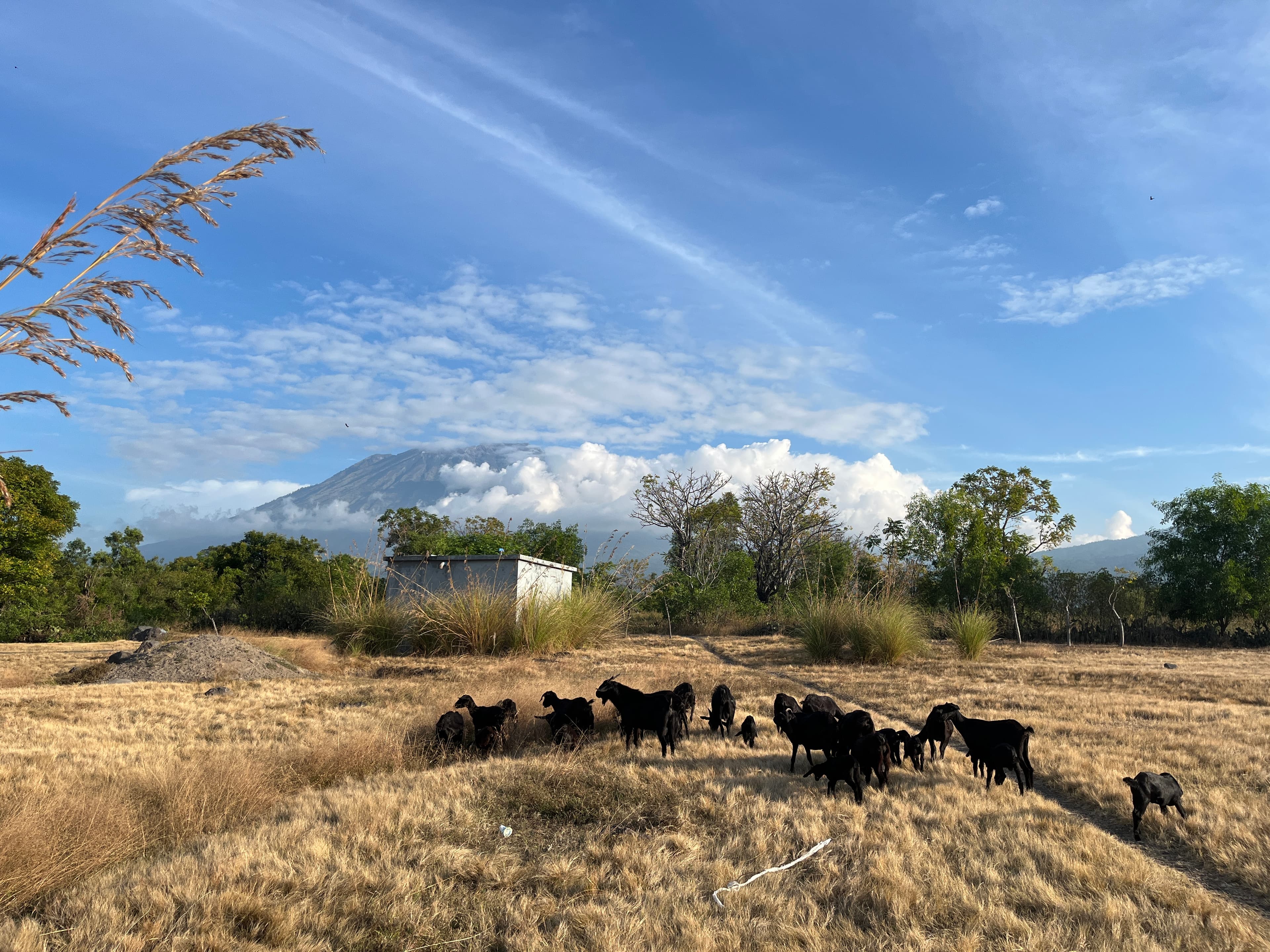 Savana Tianyar
